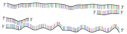 Qué necesitamos para hacer una PCR? *DNA molde o templado: contiene la región que queremos amplificar.