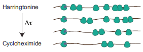 huellas correspondientes a los ribosomas al momento del inicio de la traducción y mediante la aplicación de algoritmos computacionales (SVM-based machine learning) se puede definir el uso de codones