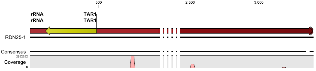 Figura 3.9: Representación gráfica del mapeo de las lecturas sobre el gen de ARN ribosomal RDN25-1. En la parte superior se observa el gen y una escala indicando la cantidad de nucleótidos.