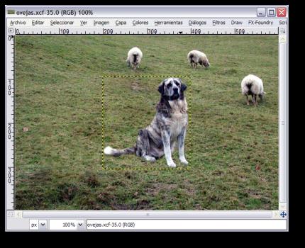 4. Una vez la imagen del perro en la Ventana Imagen que contiene la imagen de las ovejas podemos observar que la capa que contiene al perro es muy grande en relación a la imagen de las ovejas
