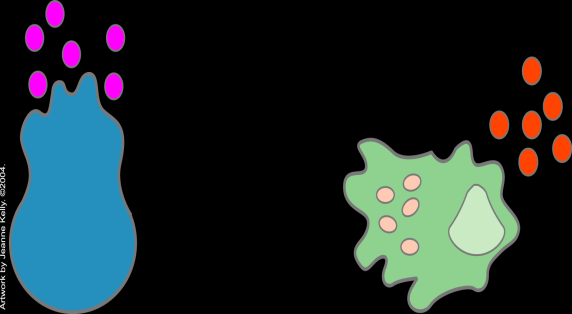 Sistema Inmunitario Citoquinas Las citoquinas son mensajeros químicos diversos y potentes secretados por las células del sistema inmunológico.