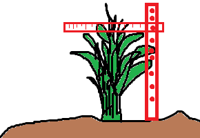 Figura 5. Medición de la altura de la planta. Fuente: Foto del campo Elaborado por: Nawecha Vargas Rafael 3.9.4.
