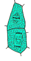 Desarrollo del saco embrionario-1 1 Megaspora funcional (n) (A) (C) (E) 3 Megasporas degeneradas (B) (D) 4 Megasporas (n) Megasporogénesis y