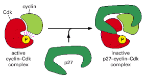 a) Los complejos cdk s-ciclinas, están compuestos por 2 tipos de proteínas: Las cdk s (cinasa dependiente de ciclina) y las ciclinas, que pasan por un ciclo de síntesis y degradación (Fig. 2).