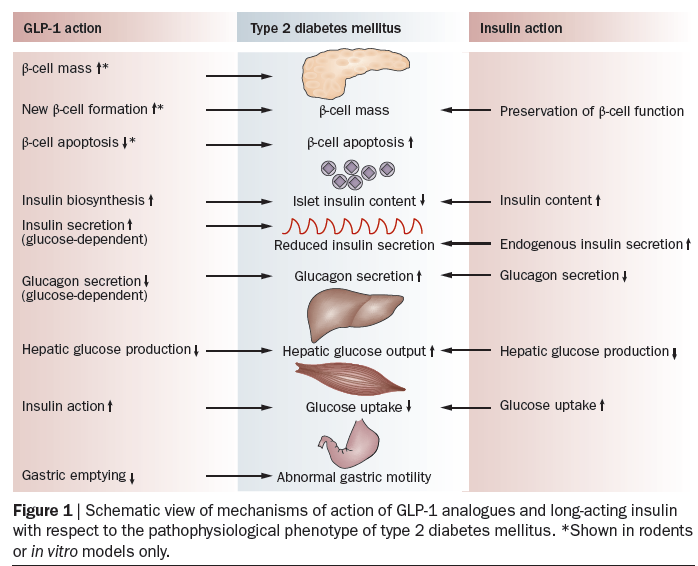 Complementariedad de los mecanismos de acción de la insulina basal y los