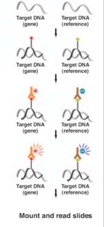 Estrategias para el estudio de alteraciones cromosómicas: Hibridación in situ FISH CISH SISH Rhodamine / Texas redlabeled DNA probe FITClabeled DNA probe Texas redlabeled DNA probe FITClabeled DNA