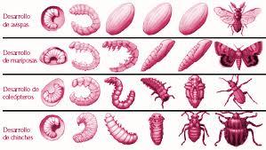 Cómo se desarrollan? Los insectos también pasan por diferentes etapas o estadios que conforman su ciclo de vida.