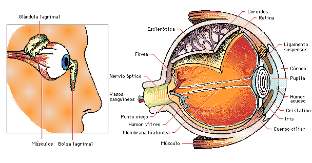 La formación de imágenes, en la que intervienen las distintas partes del ojo.