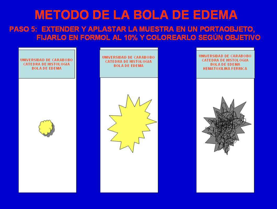 1.- HEMATOXILINA FERRICA FIBROBLASTO, MACROFAGO, ADIPOCITO, FIBRAS COLAGENAS. 2.