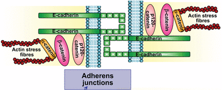 Anexina A2: De la familia de las Anexinas, se caracteriza por su capacidad de unión a fosfolípidos en presencia de iones calcio.