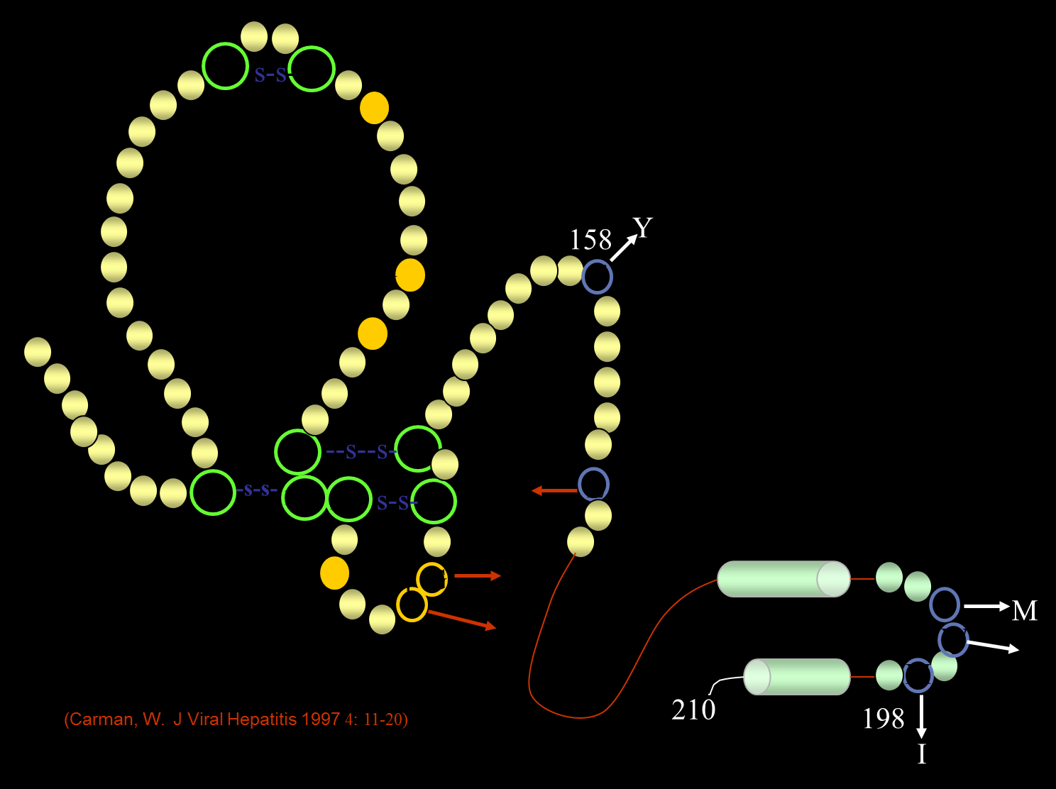 Mutantes en el determinante antigénico a del HBV Asa 2 del determinante a : G145R: Gly