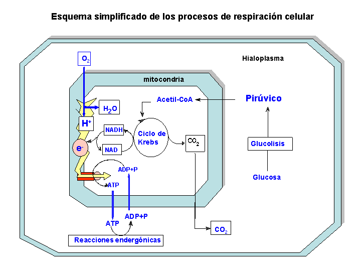 Catabolismo de los lipidos Los acilgliceridos son moleculas de reserva energetica. Su catabolismo comienza por su hidrolisis, realizada por enzimas lipasas.