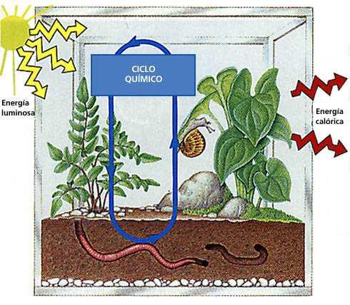 Fotosíntesis Conceptos y fases o La mayoría de los autótrofos vegetales fabrican su propio alimento utilizando la energía luminosa.