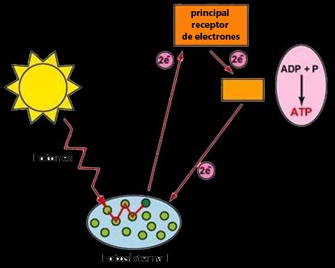 Fotosíntesis Lugar donde se realiza la fotosíntesis Pared celular Célula vegetal Núcleo Hoja Cloroplasto Vacúola Membrana externa Tilacóide Esquema de la molécula de clorofila Membrana interna