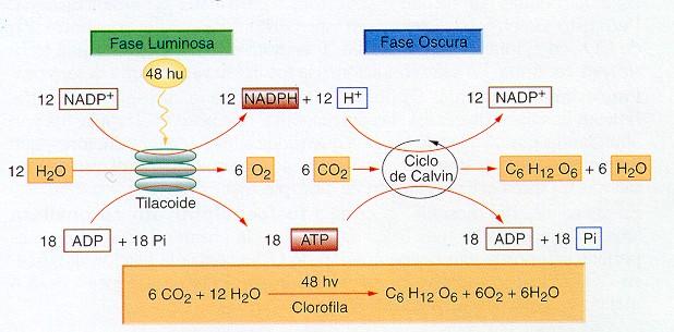 Balance energético Para formar una molécula de glucosa (6C) se necesitan