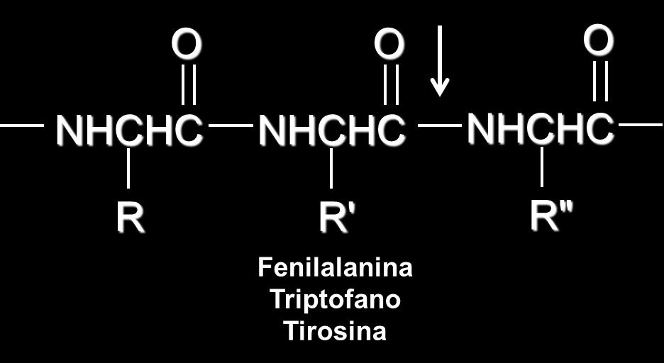 Tripsina Rompe selectivamente la unión peptídica en el carbonilo de lisina o arginina Quimotripsina Rompe