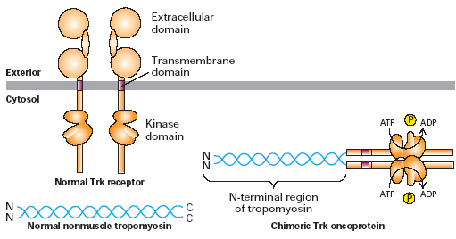 Estructura de dominio de la tropomiosina normal, el