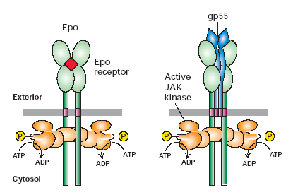 Activación del receptor de eritropoyetina (Epo) mediante el ligando natural, Epo, o una oncoproteína viral