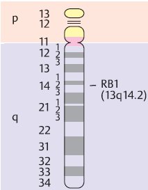 GEN SUPRESOR Rb Gen Rb localizado en 13 Longitud de 200 kb 27 exones RNAm de 4.