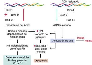 Genes supresores:brca1 y BRCA2 BRCA1 codifica para una proteína que contiene
