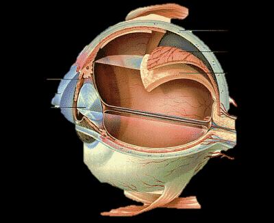 TÚNICA EXTERNA FIBROSA Formada por la esclera o esclerótica y por la córnea. Esclera o esclerótica El "blanco del ojo" es una capa dura, opaca, formada por tejido conjuntivo denso fibroelástico.