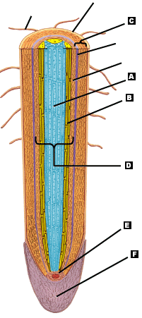 Cuáles son las funciones principales de las raíces, de los tallos y de las hojas? 5.