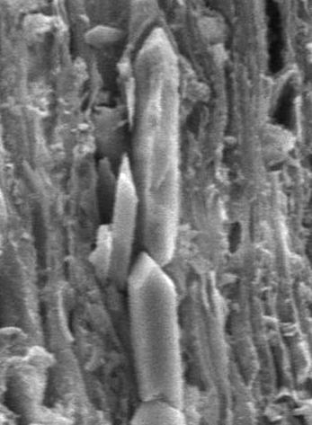 A 10 µm B