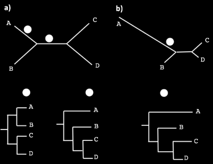 3.1. INTRODUCCIÓN 61 1, la secuencia A será el grupo hermano de B, pero si lo enraizamos en 2, A será el grupo hermano de B, C, más D.