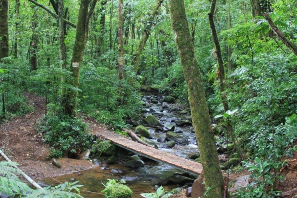 Reserva Curi-Cancha Esta es una reserva privada que cuenta con 5 km. de senderos por bosques primarios y secundarios. Duración aproximada de 3-4 horas. Requiere reservación.