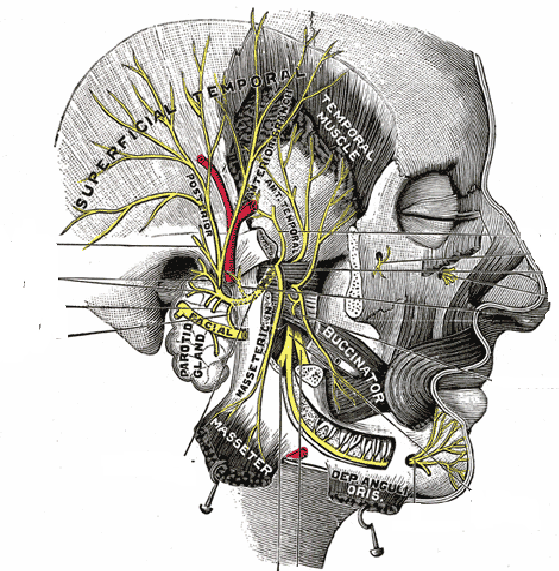 N. temporal profundo medio N.temporal profundo posterior N.temporal profundo anterior Figura.177 Ramos terminales del tronco anterior (V3) TRONCO POSTERIOR 1.