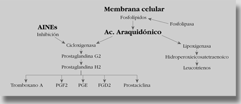 Antiinflamatorios no esteroideos aines pdf