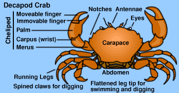 3.4.4. Morfología de un cangrejo Braquiuro.
