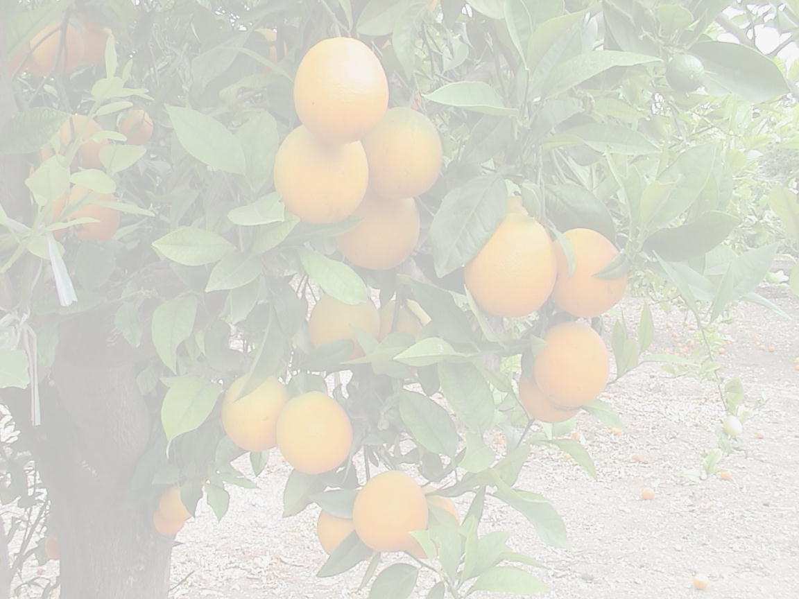 MELAZO O COTONET (Planococus citri)