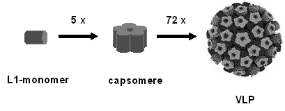 HPV-ensamblaje: Cinco proteinas estructurales L1 (monomeros) se ensamblan para un pentamero (capsomero).