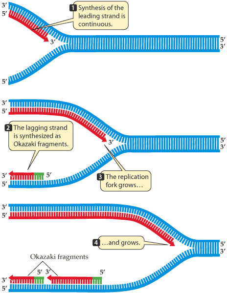 REPLICACIÓN IN VIVO DEL ADN La enzima que lleva a cabo la replicación del ADN es la ADN polimerasa, esta enzima tiene unos requerimientos específicos para trabajar, que le imponen restricciones: 1.