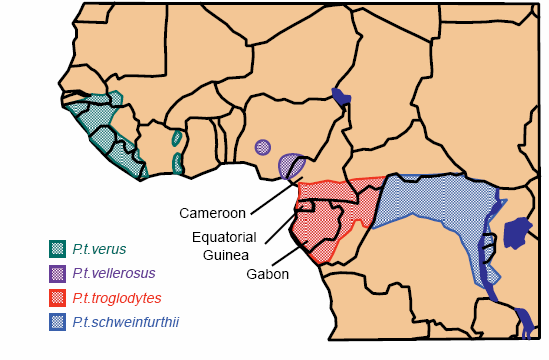 El VIH 2 es sólo endémico en África occidental y es evidente que el SIV aislado del mono mangabey africano (SIV sm ), que es su reservorio natural, ha sido transmitido al hombre en esa región.