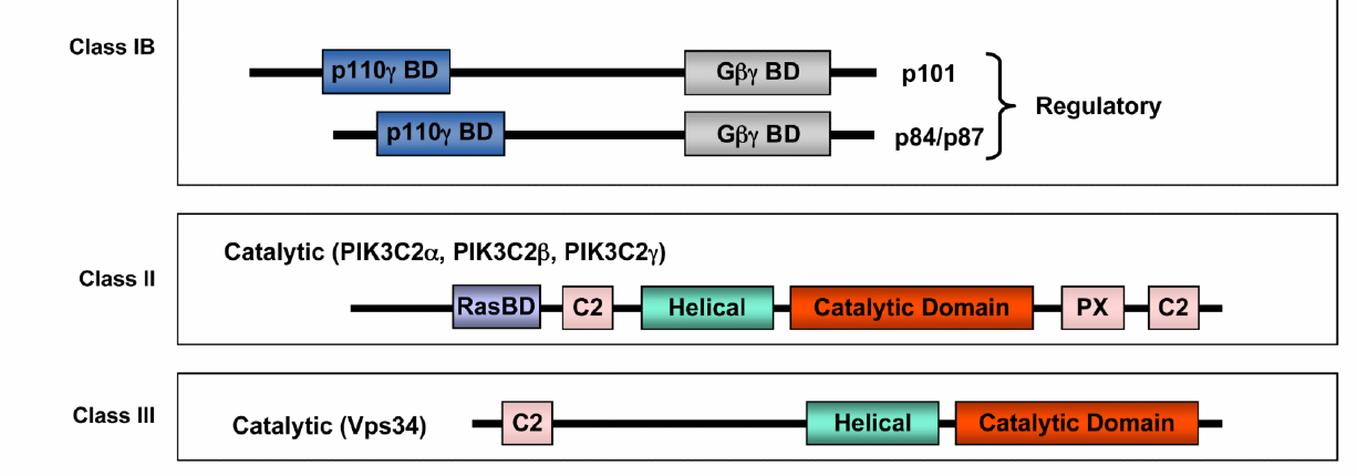 PI3K mutations in