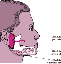 La saliva es un líquido coloro de consistencia acuosa o mucosa, su función, entre otras, es iniciar la