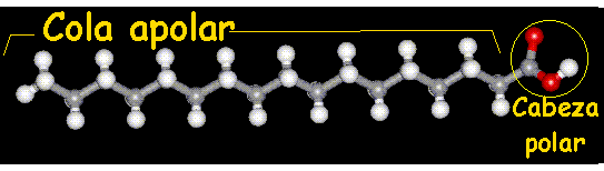 Por eso las moléculas de los ácidos grasos son antipáticas, pues por una parte, la cadena alifática es apolar y por tanto, soluble en disolventes orgánicos (lipófila), y por otra, el grupo carboxilo