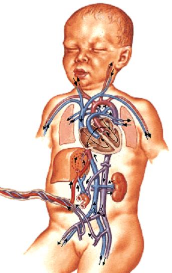 APARATO RESPIRATORIO En la vida fetal el intercambio de oxigeno se realiza en la placenta Los pulmones contienen liquido que segrega y sintetiza el propio pulmón (al iniciarse el parto disminuye la