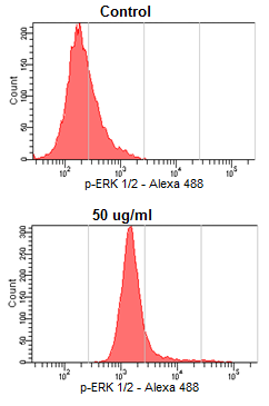 p-erk 1/2 Alexa 488 37 8000 0.05 6000 4000 2000 0 C 0,5 5 50 500 1000 Extracto de Maqui Concentración ( g/ml) Figura 8.