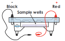 B) Preparación del gel de agarosa 1.b) Utilizar un vaso o erlenmeyer de 100 ml para preparar la solución del gel: 2.b)Para geles de 7 x 7 cm: Añadir 32 ml de Tampón de electroforesis 1 X más 0.