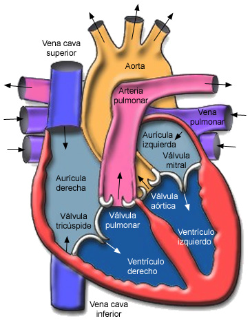 sangre rica en oxígeno de los pulmones y vacía esa sangre dentro del ventrículo izquierdo.