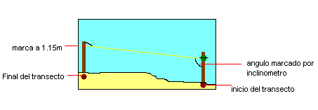 FIGURA 2. Esquema de la distribución de los tres transectos utilizados para calcular ancho, inclinación, profundidad y temperatura promedio en cada playa.