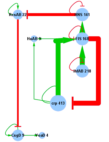 Figura 1. Red regulatoria para formación de biofilm en E. coli.