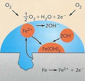 Oxid. (ánodo): Fe (s) Fe 2+ (aq) + 2e Red.