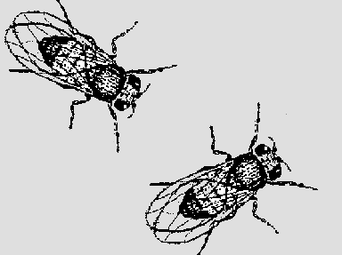 Ejemplo 4: El color negro del cuerpo en la Drosophila es codificado por un gen recesivo (b), y el tipo silvestre (cuerpo gris) por su alelo dominante (b + ). Ejemplo 5: 2.