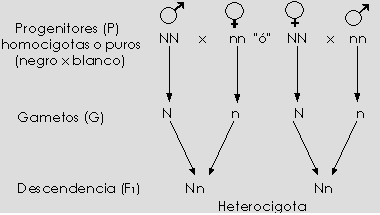 2 Segunda Ley de Mendel LEY DE LA SEGREGACIÓN Los dos miembros de una pareja génica se distribuyen separadamente entre los gametos (segregan), de modo que cada miembro de la pareja génica es portado