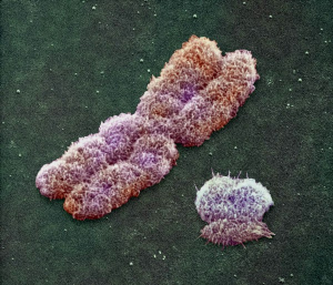 cromosoma X cromosoma Y CÓMO ACTUA EL CROMOSOMA Y?