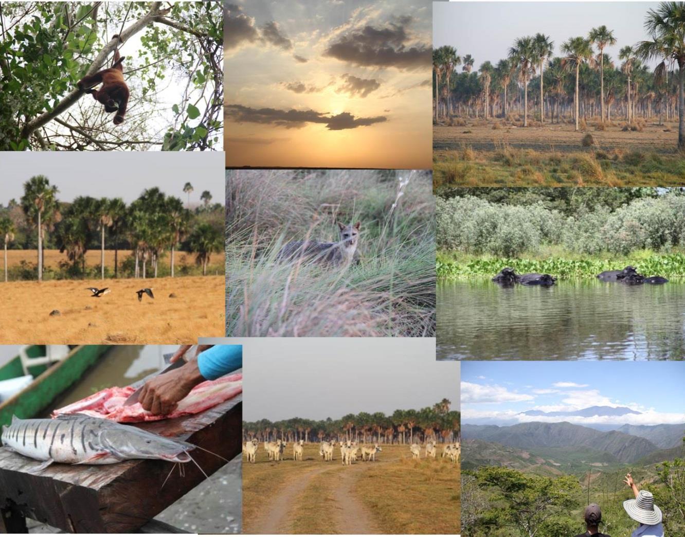 conservacolombia: A Stimulus Package for Subnational Protected Area Establishment in Colombia AID-514-G-10-00004 This report is made possible by the generous support of the American people